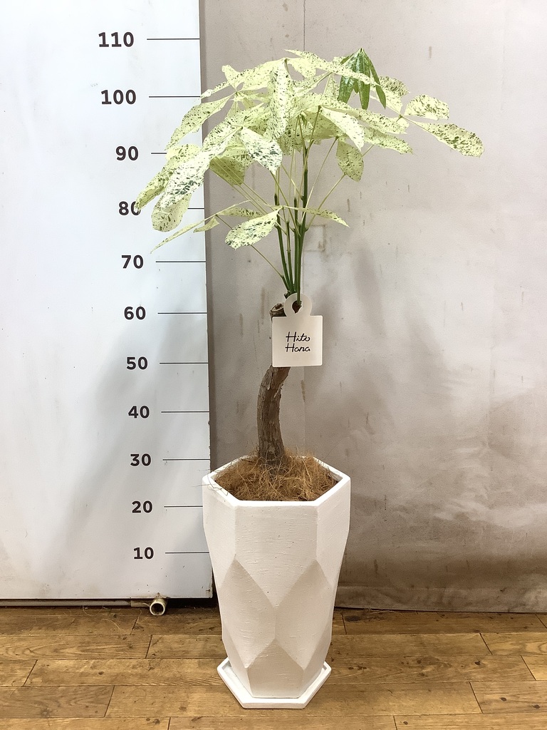 ハラ(タコの木）6号鉢 6角プレミアローズセレクション6号角深鉢ロサ