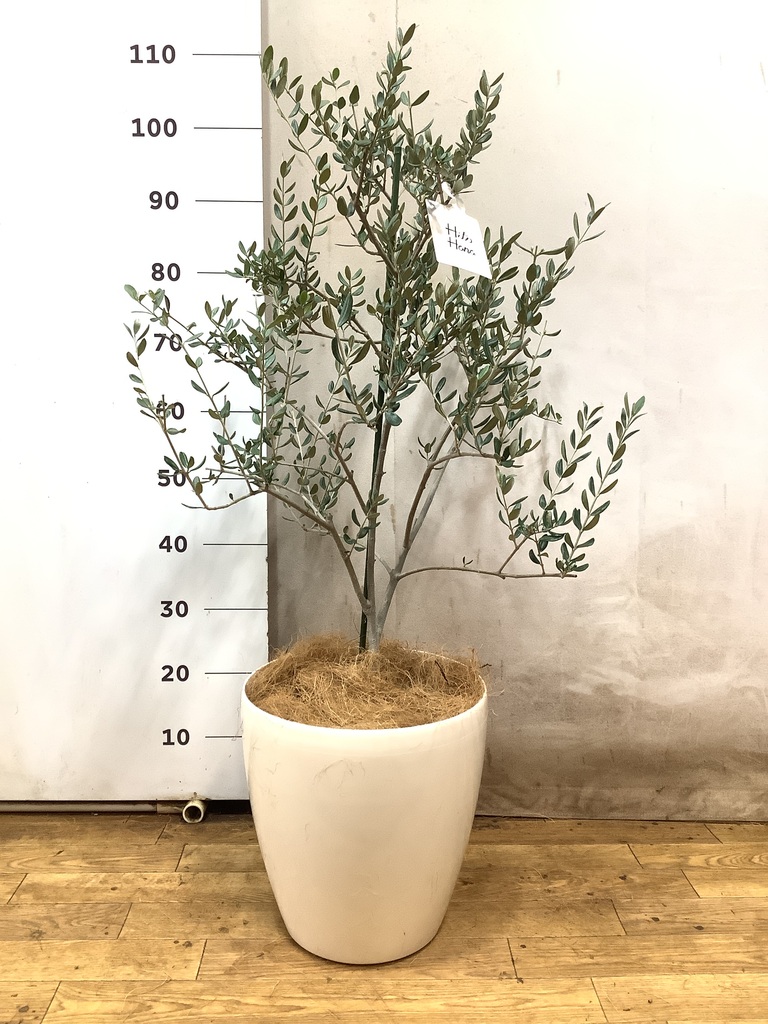 観葉植物 オリーブの木 8号 ルッカ ラスターポット 付き / 小倉園