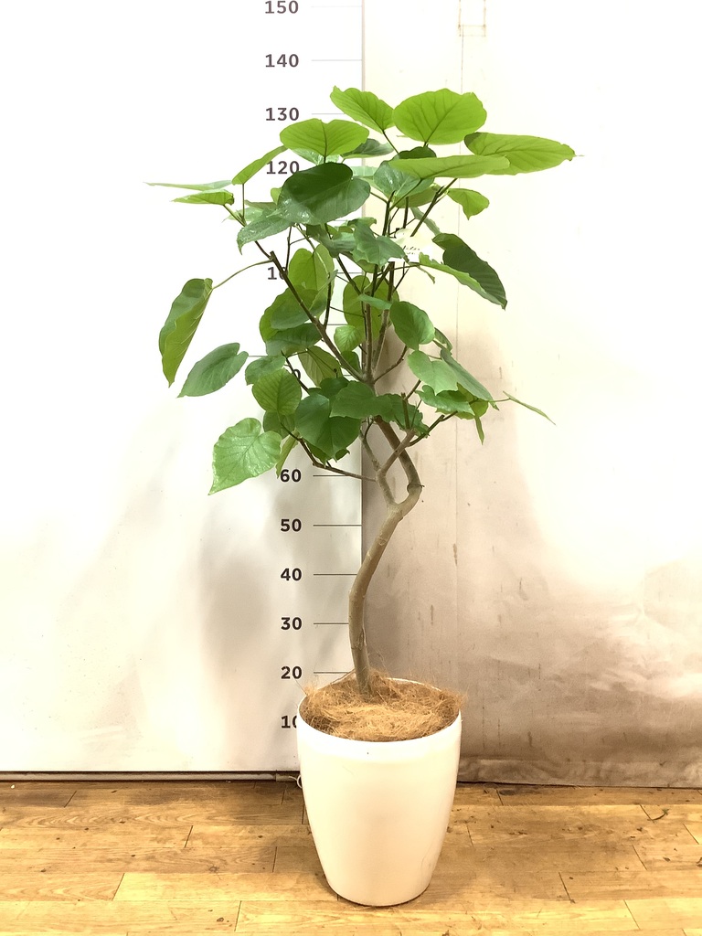 観葉植物 フィカス ウンベラータ 7号 曲り ラスターポット 付き | 観葉