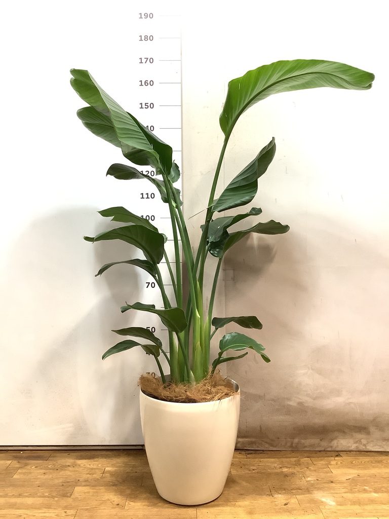 観葉植物　150株以上まとめ売り 15,000円～20,000円の観葉植物 | 送料無料でお届け | Hitohana