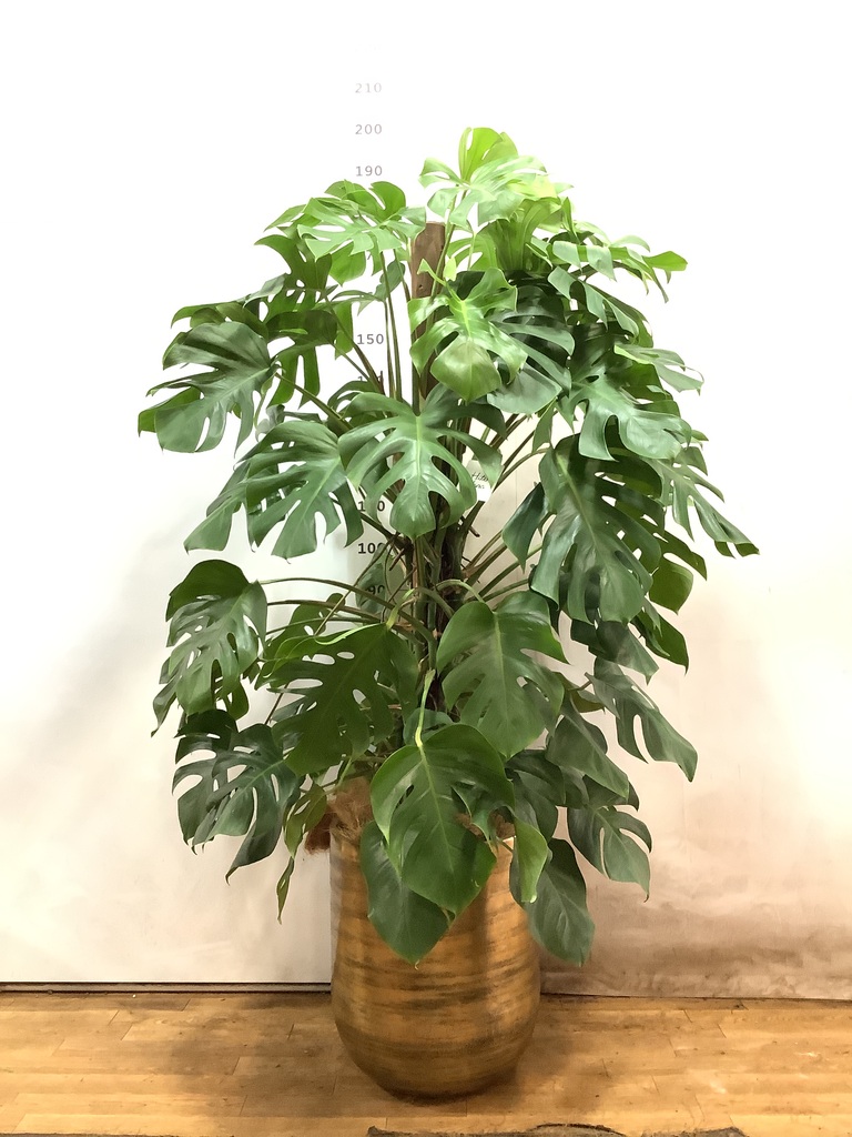 観葉植物 モンステラ 10号 ヘゴ柱 キューブ ラテルストーン 付き 観葉植物 モンステラ 10号 ヘゴ柱 キューブ ラテルストーン 付き