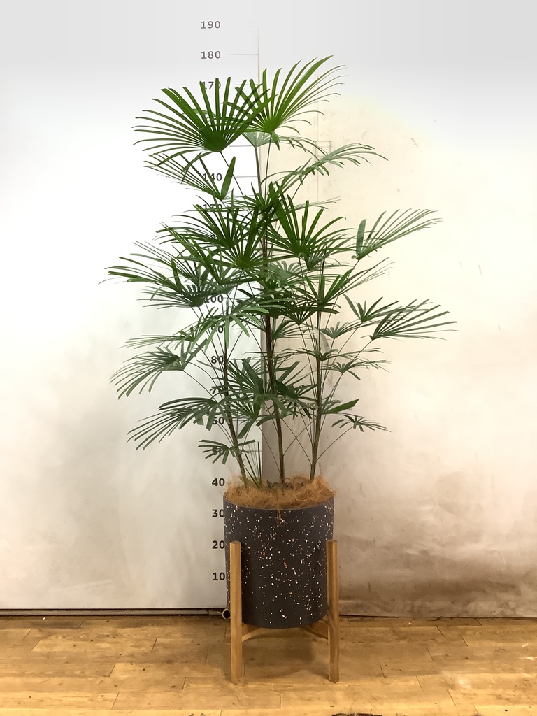 観葉植物 ウンナンシュロチク（雲南棕櫚竹） 8号 Eco Stone（エコ