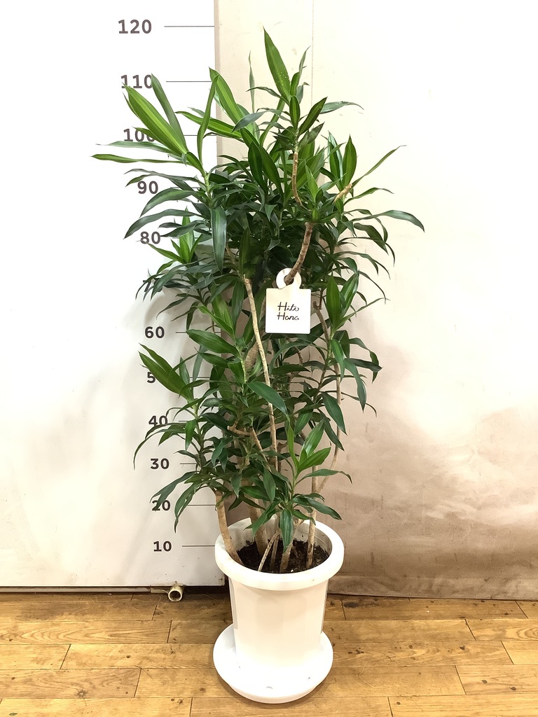 観葉植物 ドラセナ ソング オブ ジャマイカ 8号 プラスチック鉢 | 観葉