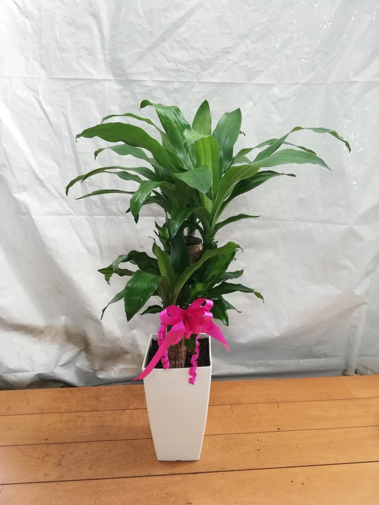 光の園 ナチュラル幸福の木1.65 2502A630 アートグリーン フェイクグリーン 人工観葉植物 光触媒 ナチュラル幸福の木1.65 2502A630 W65×D65×H165cm2024年版