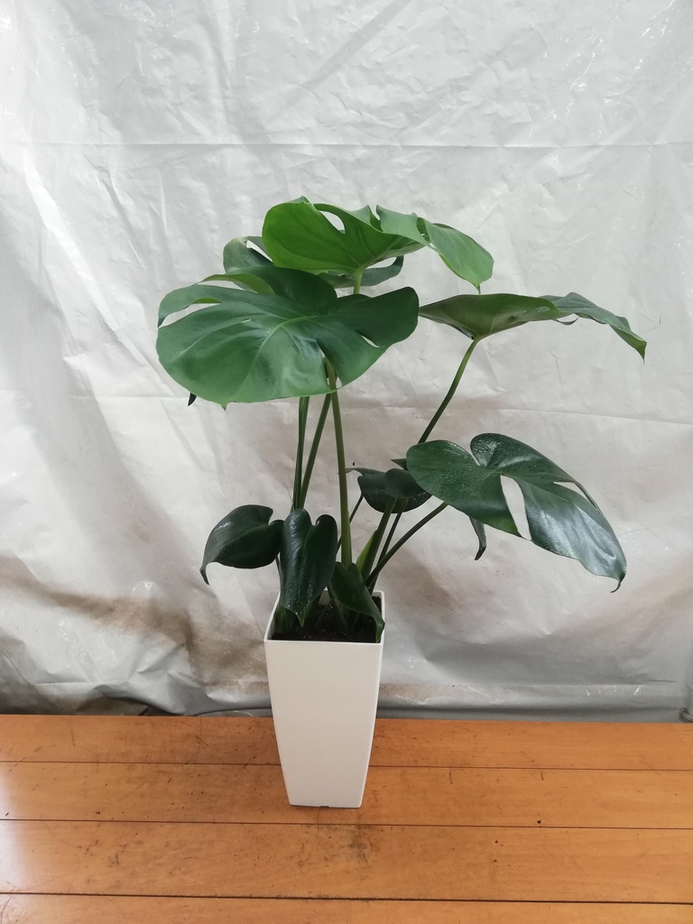 観葉植物 モンステラ 6号 ボサ造り プラスチック鉢 | 観葉植物なら