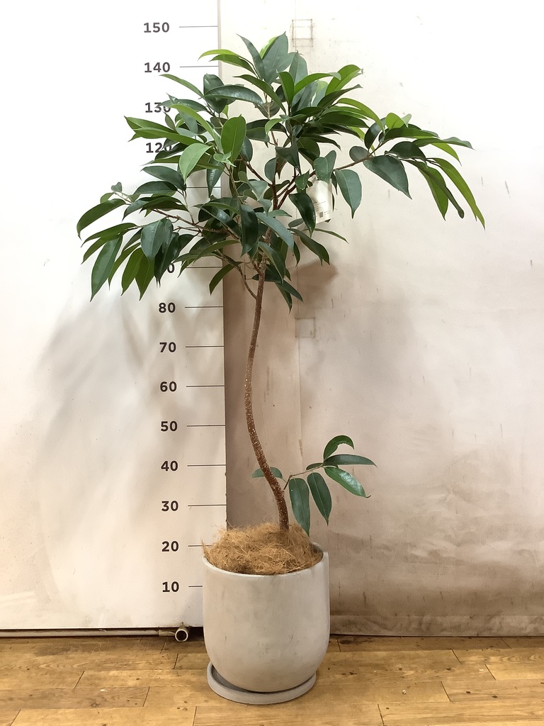 観葉植物 フィカス アムステルダムキング 7号 曲り プラスチック鉢