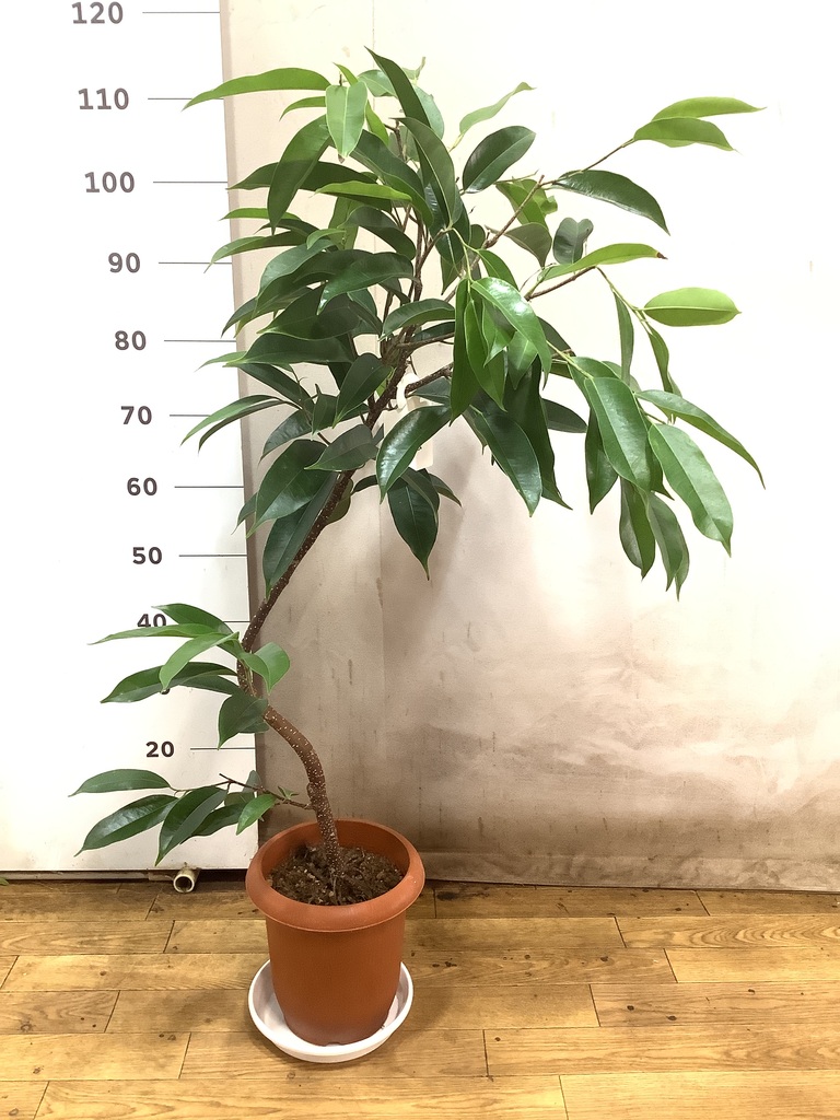 観葉植物 フィカス アムステルダムキング 7号 曲り プラスチック鉢