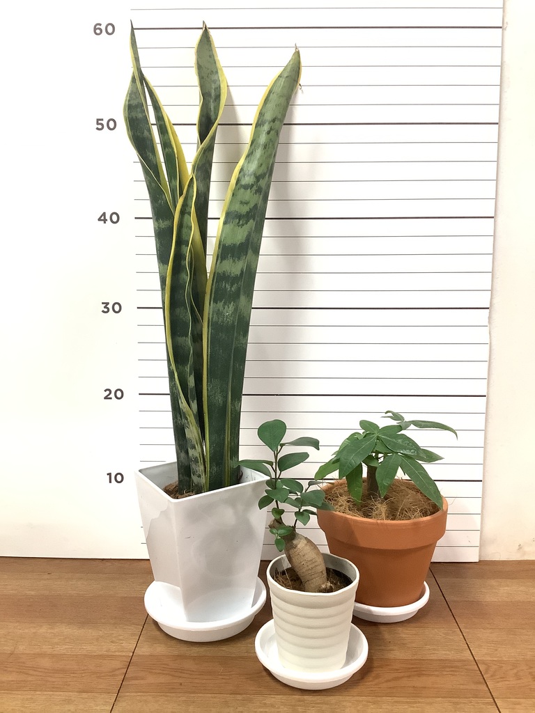 観葉植物 初心者にもおすすめお試し3点セット（サンスベリア 4号