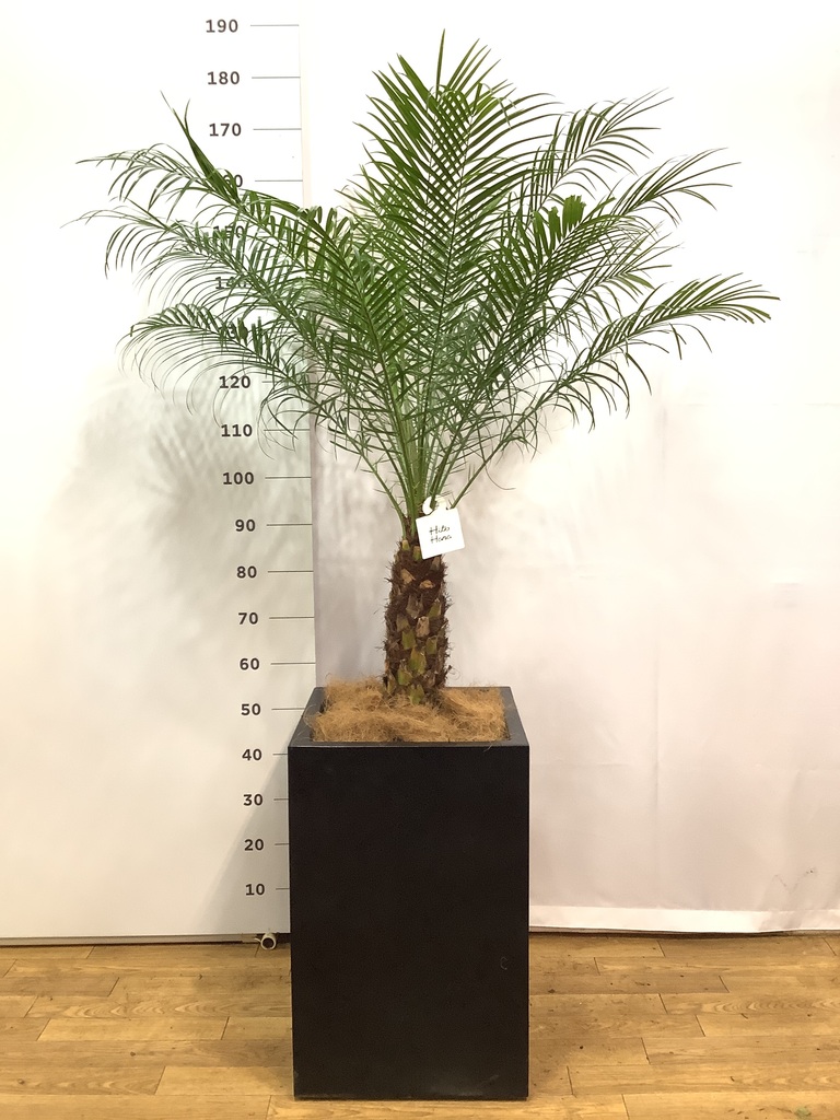 観葉植物 フェニックスロベレニー 10号 プラスチック鉢 | 観葉植物なら