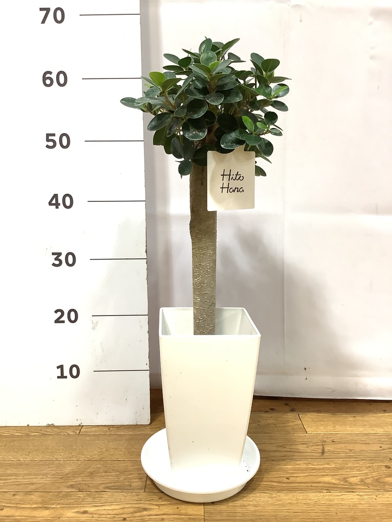 観葉植物 ガジュマル 6号 パンダ 朴仕立て プラスチック鉢 | 観葉植物