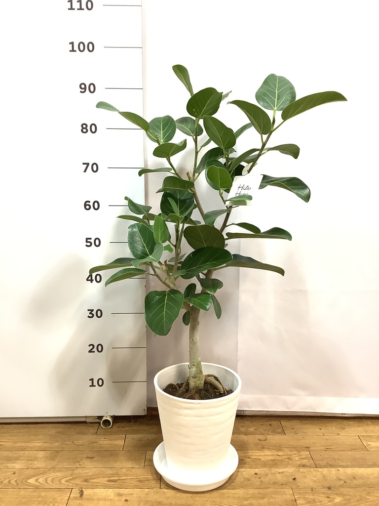 観葉植物 フィカス ベンガレンシス 7号 ストレート プラスチック鉢