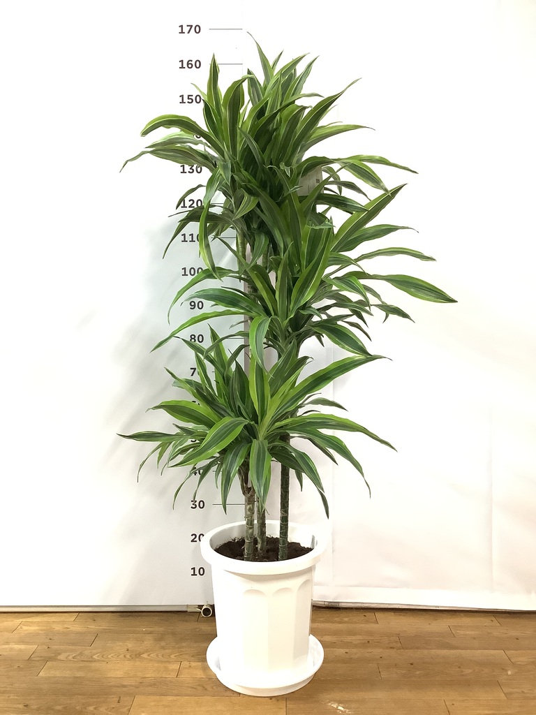 ドラセナ ワーネッキー レモンライム 10号 | 観葉植物 | インテリアや 