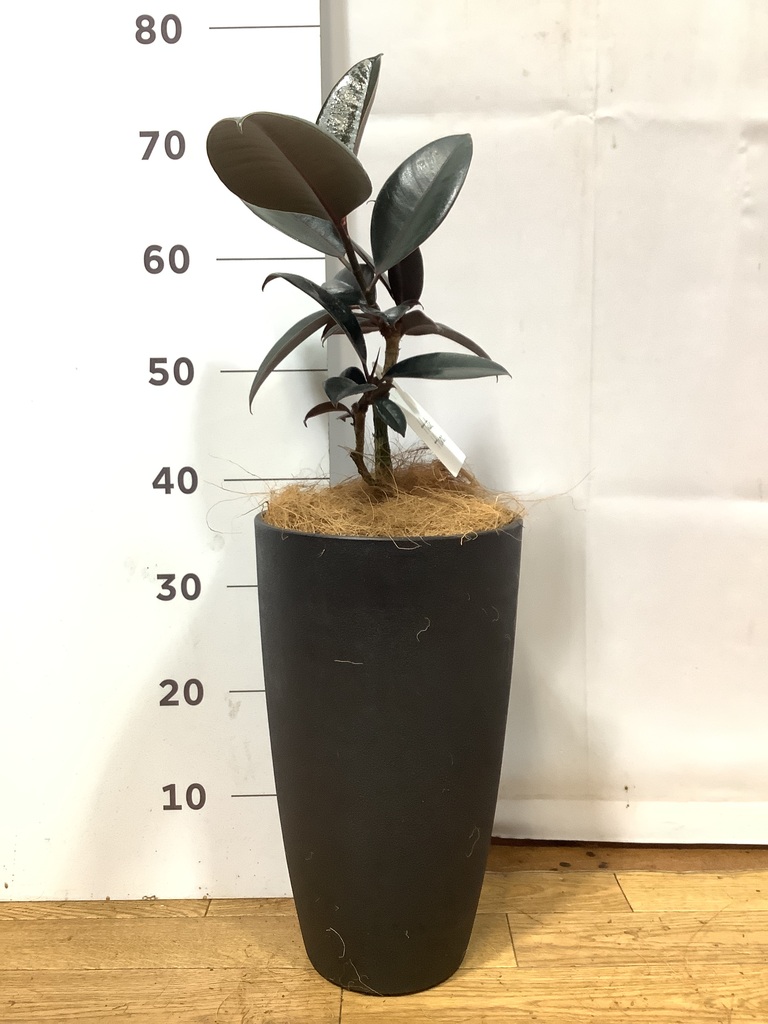 フィカス バーガンディ 5号 | 観葉植物の通販ならHitoHana（ひとはな）