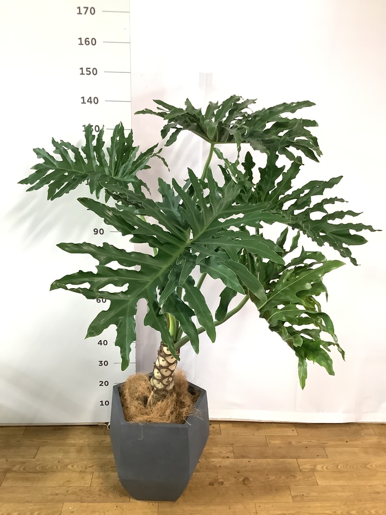 観葉植物 フィロデンドロン 8号 セローム ヒトデカズラ 根あがり
