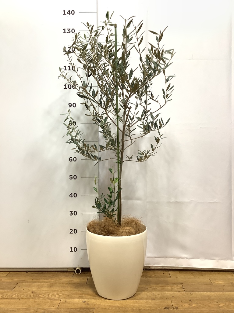 小倉園のオリーブ カヨンヌ | 観葉植物ならHitoHana（ひとはな）