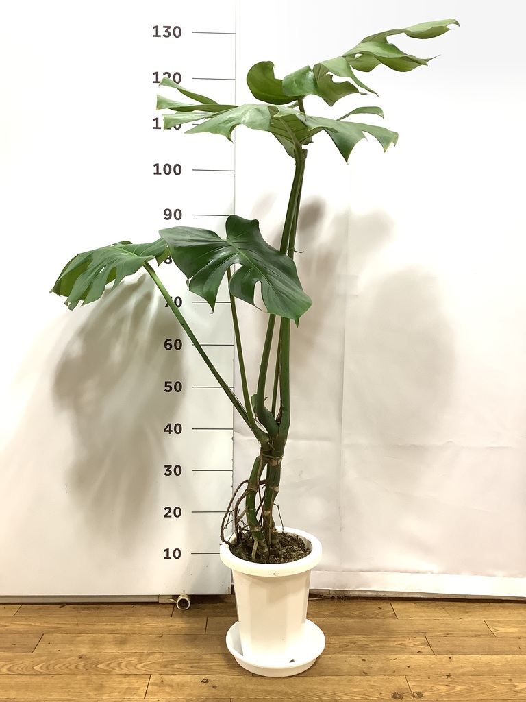観葉植物 モンステラ 7号 根あがり プラスチック鉢 | 観葉植物なら