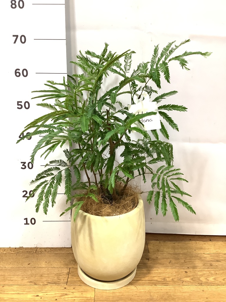 観葉植物 エバーフレッシュ 6号 プラスチック鉢 | 観葉植物なら