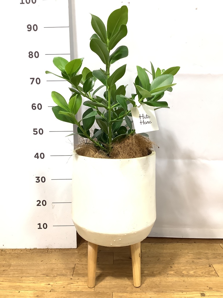 クルシア ロゼア プリンセス 6号 | 観葉植物 | インテリアやギフトに