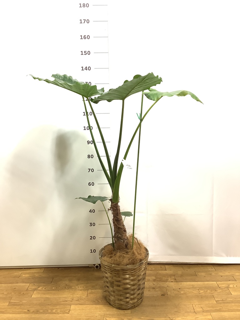クワズイモ 8号 | 観葉植物通販HitoHana(ひとはな)