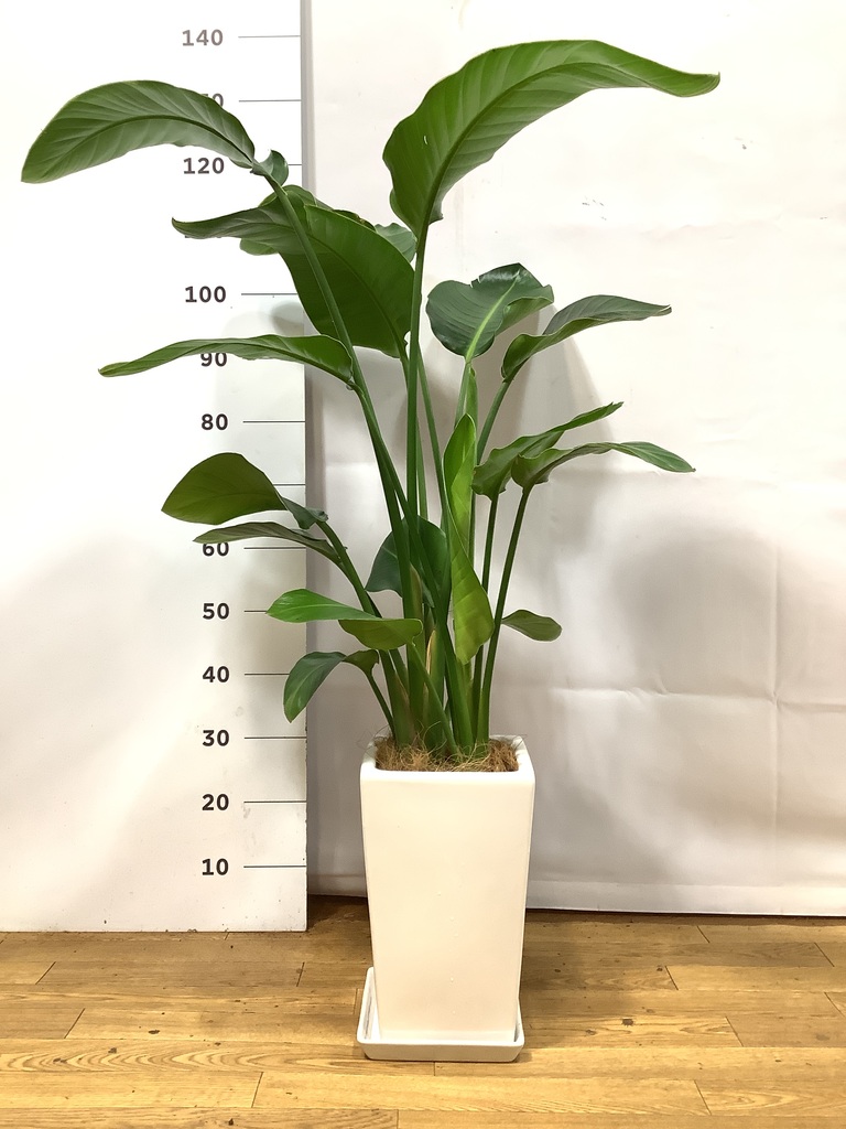 オーガスタ 観葉植物 オーガスタ 8号 角高陶器 | 観葉植物ならHitoHana(ひとはな)