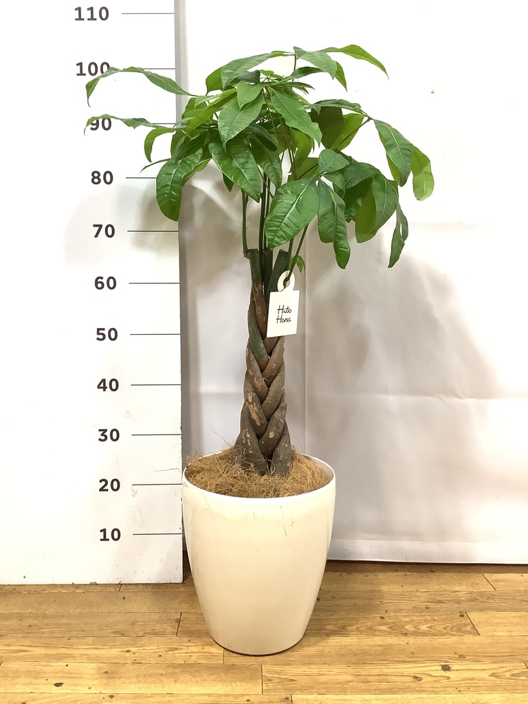 パキラ 7号 | 観葉植物の通販ならHitoHana（ひとはな）