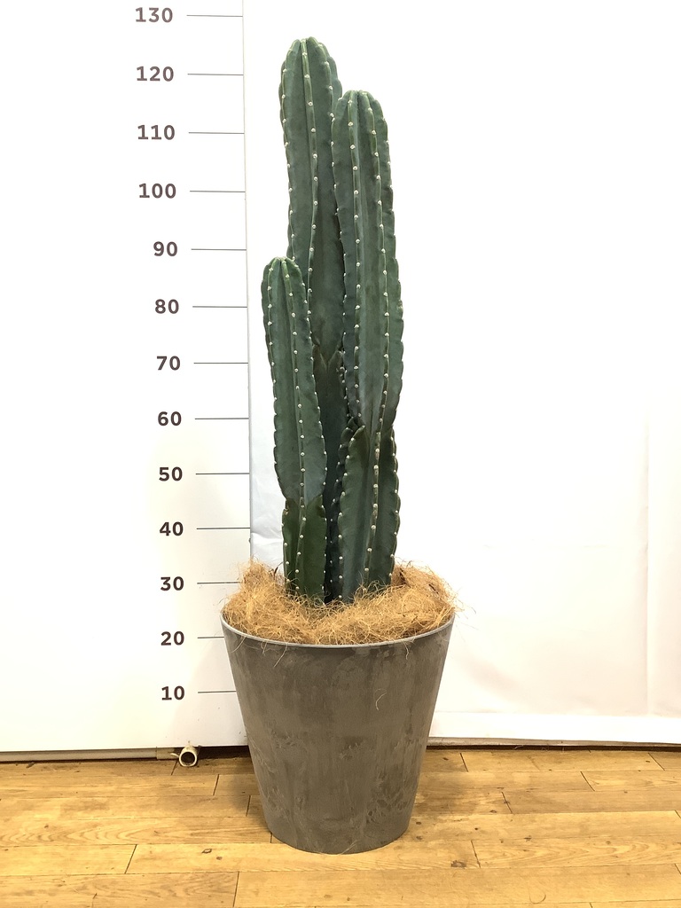 観葉植物 柱サボテン 8号 アートストーン ラウンド TERRA 付き | 観葉