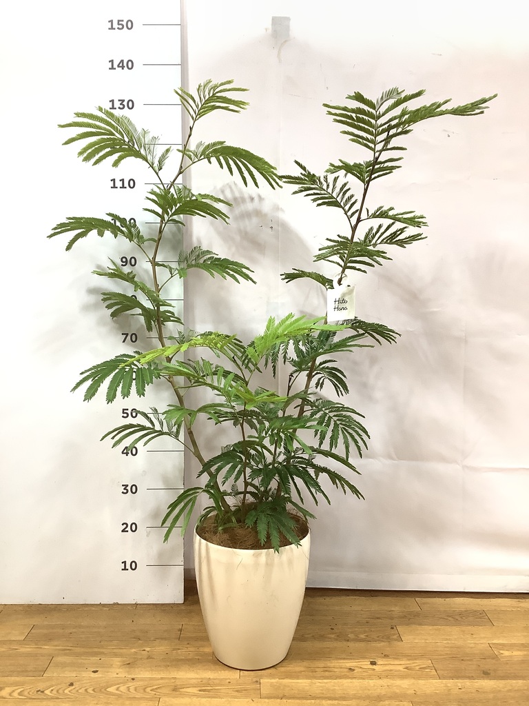 観葉植物 エバーフレッシュ 7号 ボサ造り リブラ モノ ブラウン 付き