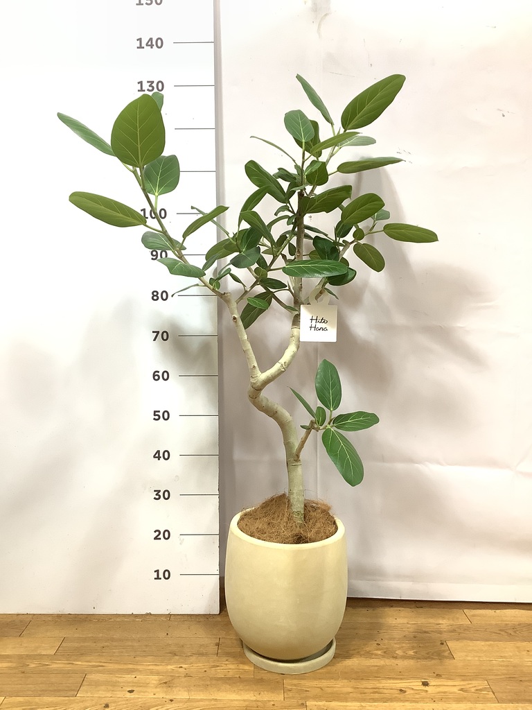 フィカス ベンガレンシス 7号 | 観葉植物 | 送料無料でお届け