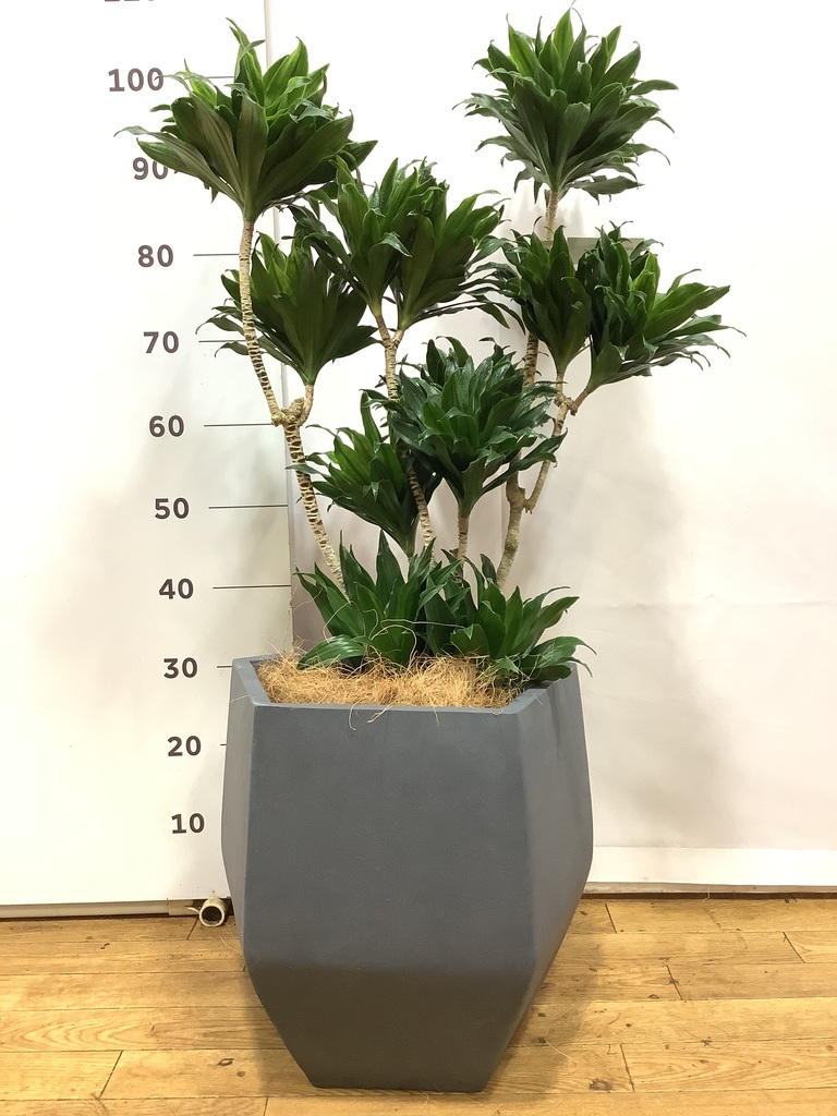 観葉植物 ドラセナ コンパクター 8号 ビトロ エンデガ ターコイズ