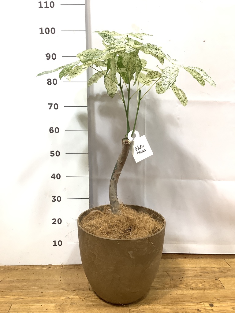 観葉植物 パキラ 6号 斑入り 竹バスケット 付き | 観葉植物なら