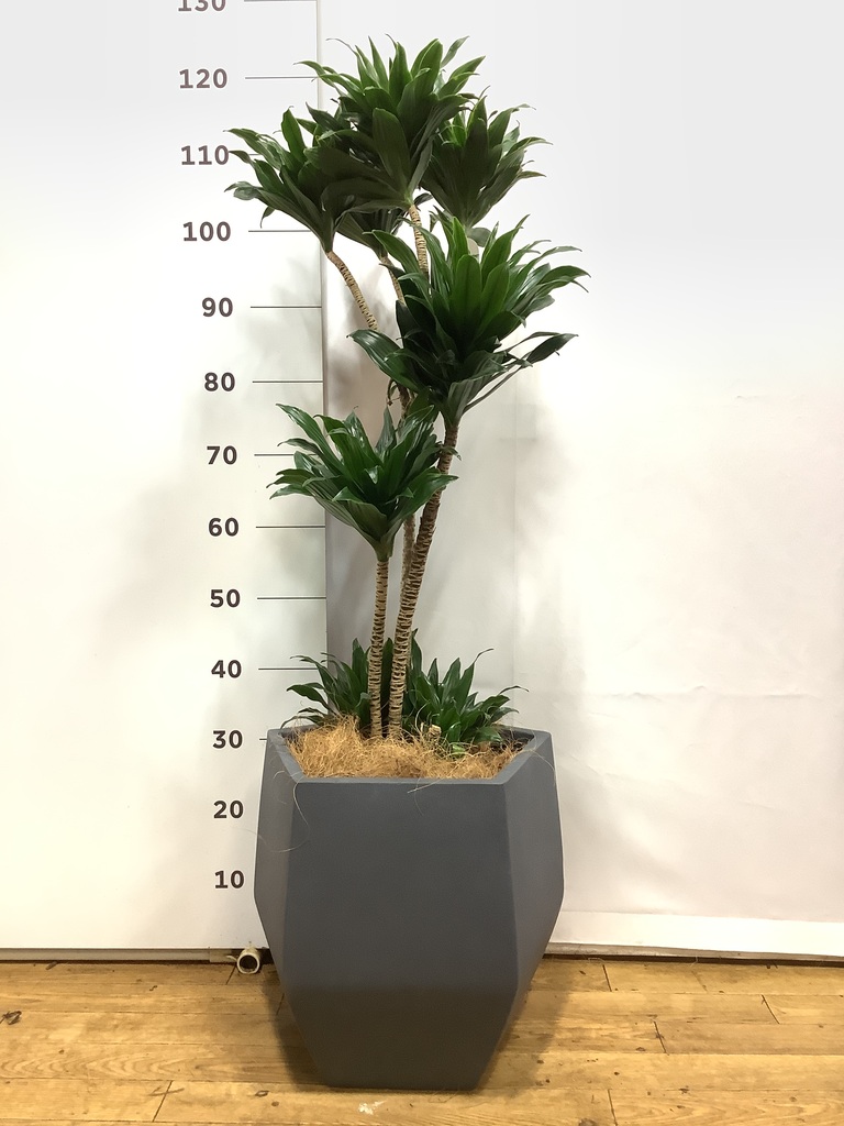 観葉植物 ドラセナ コンパクター 8号 テラアストラ カペラキュビ 赤