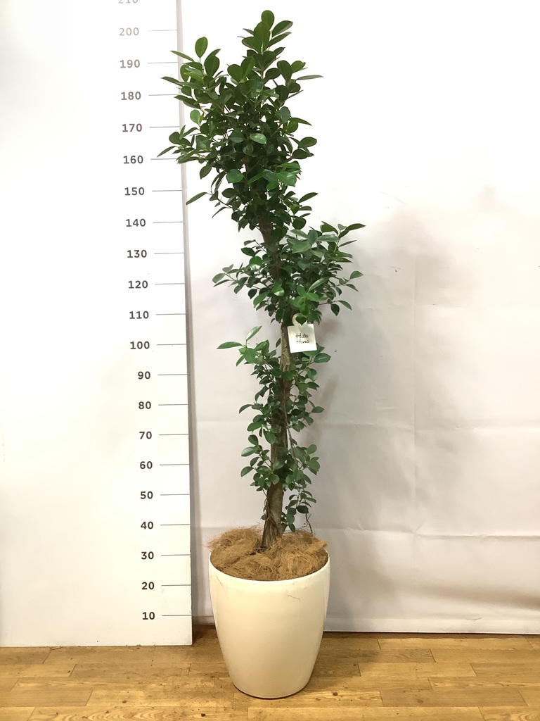 ガジュマル 10号 | 観葉植物 | 送料無料でお届け - Hitohana（ひとはな）