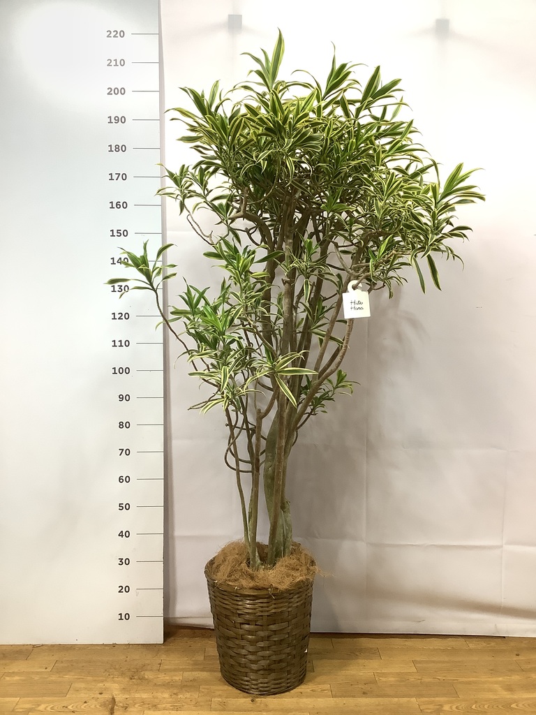 ソングオブインディア　200cm 園芸ネット本店｜ドラセナ：ソングオブインディア 4号ロング鉢 の通販