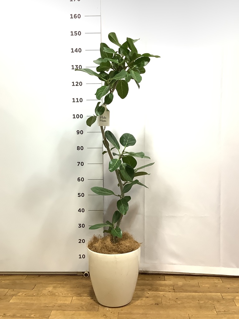 あんしん樹形セレクト | 観葉植物の通販ならHitoHana（ひとはな）