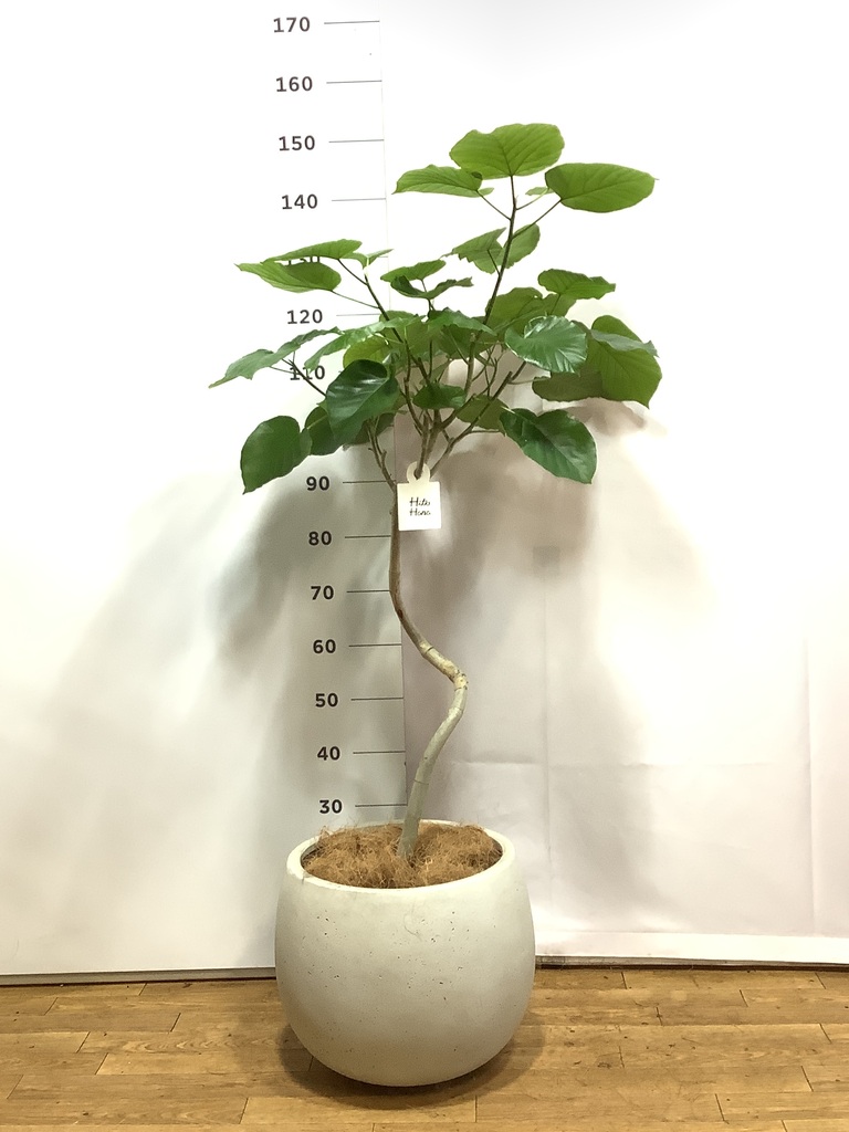 その他観葉植物 honokoo 観葉植物 シマトネリコ 8号 エコストーントールタイプ Light Gray 付き