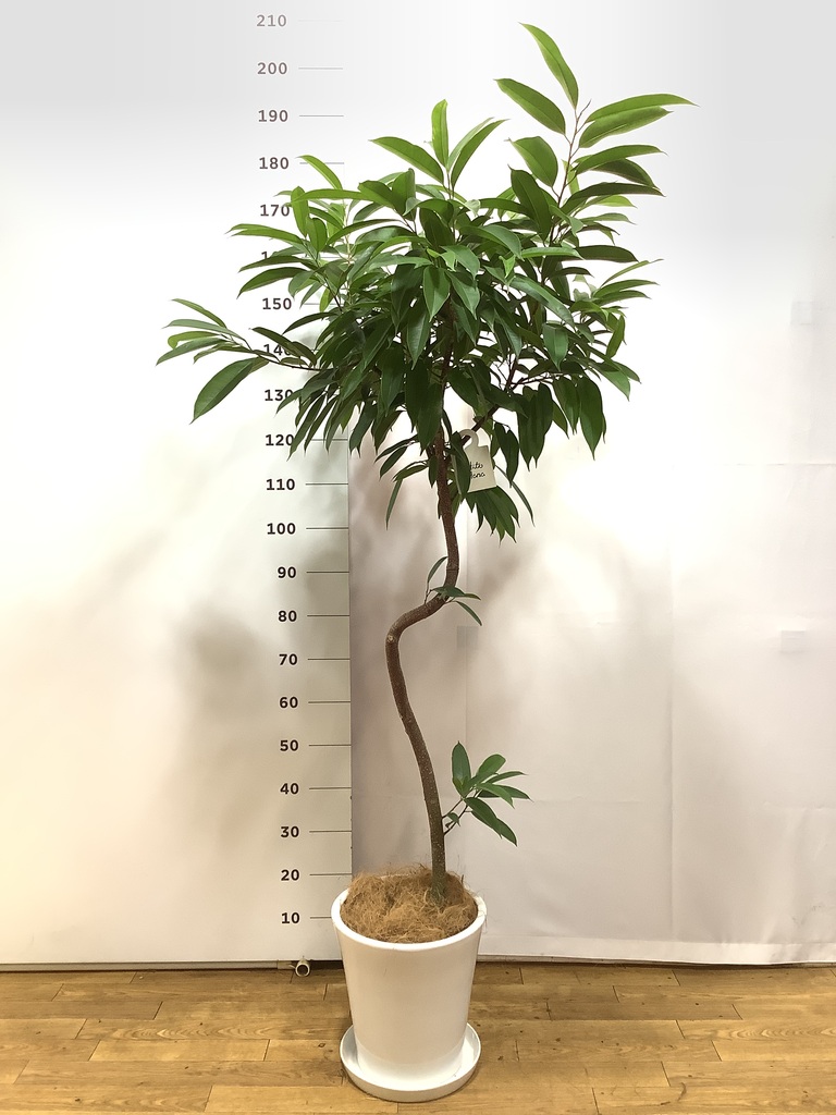 観葉植物 フィカス アムステルダムキング 8号 曲り プラスチック鉢