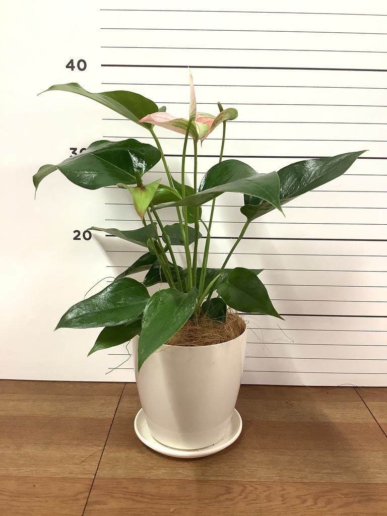 アンスリウム 3号 | 観葉植物ならHitoHana