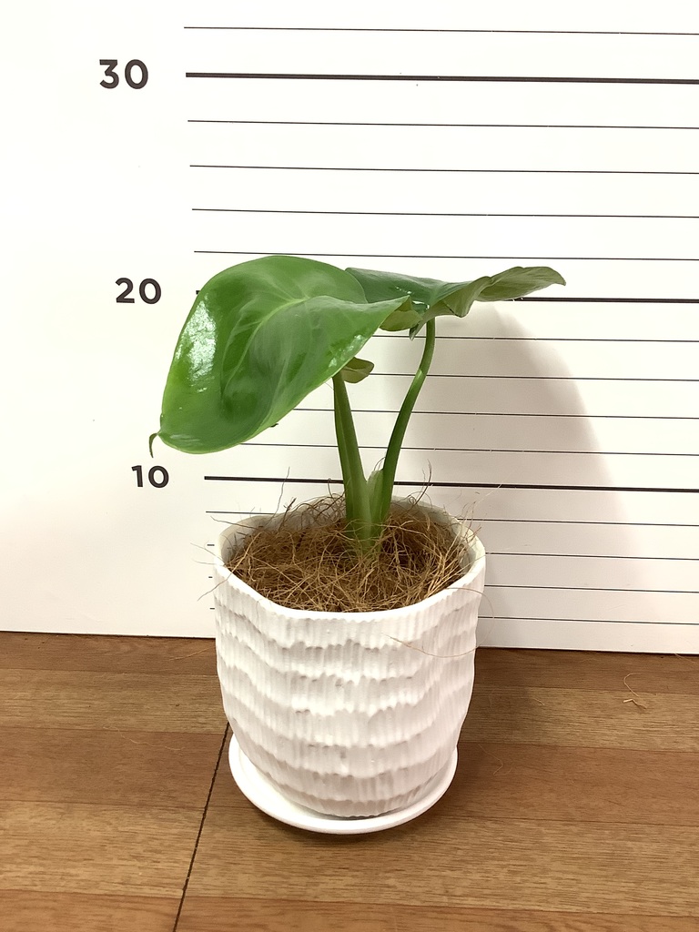 モンステラ 1点もの | 観葉植物 | 送料無料でお届け - Hitohana（ひと