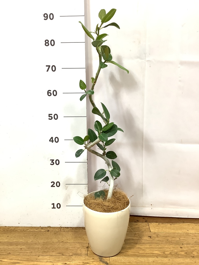 フィカス ベンガレンシス 5号 | 観葉植物通販 HitoHana（ひとはな）