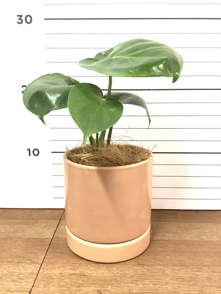 観葉植物 モンステラ 3号 オーセ 11 P ピンク 付き | 観葉植物なら