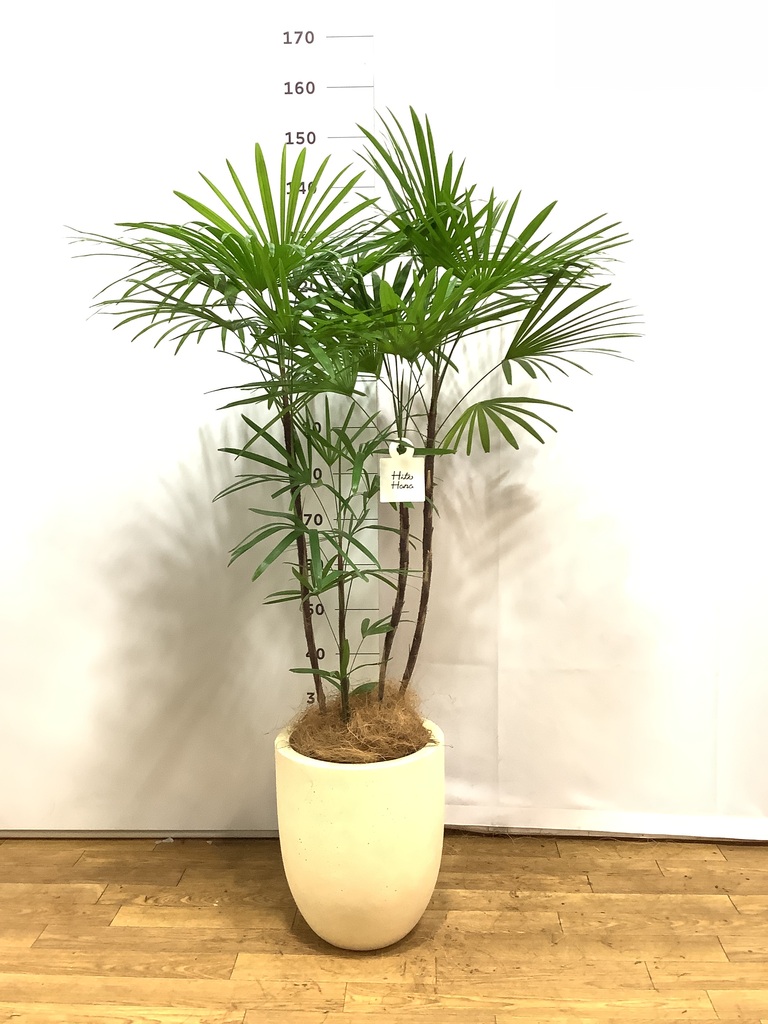 観葉植物 シュロチク（棕櫚竹） 8号 テラアストラ カペラキュビ 赤茶色