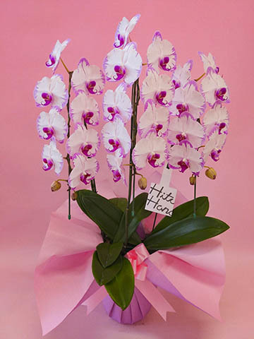 胡蝶蘭中大輪 ピンク スイーティ 3本立ち | 胡蝶蘭ならHitoHana(ひとはな)