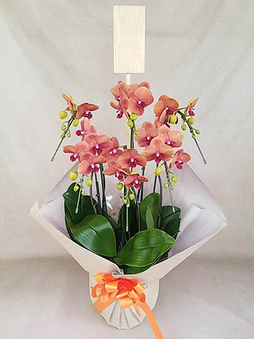 オレンジに贈る胡蝶蘭の通販 | HitoHana（ひとはな）
