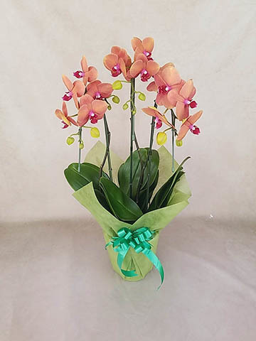オレンジに贈る胡蝶蘭の通販 | HitoHana（ひとはな）