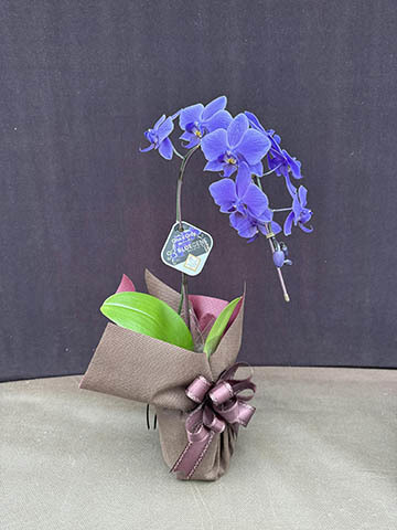 胡蝶蘭ブルージーンの通販 | HitoHana（ひとはな）