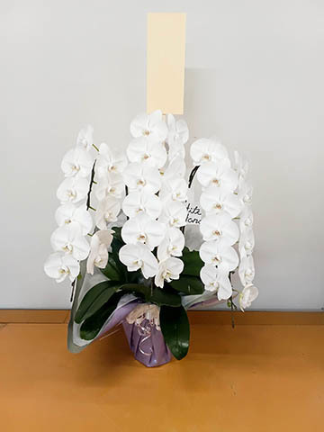 お供え】胡蝶蘭大輪 白 3本立ち 30輪〜35輪前後 | 胡蝶蘭ならHitoHana