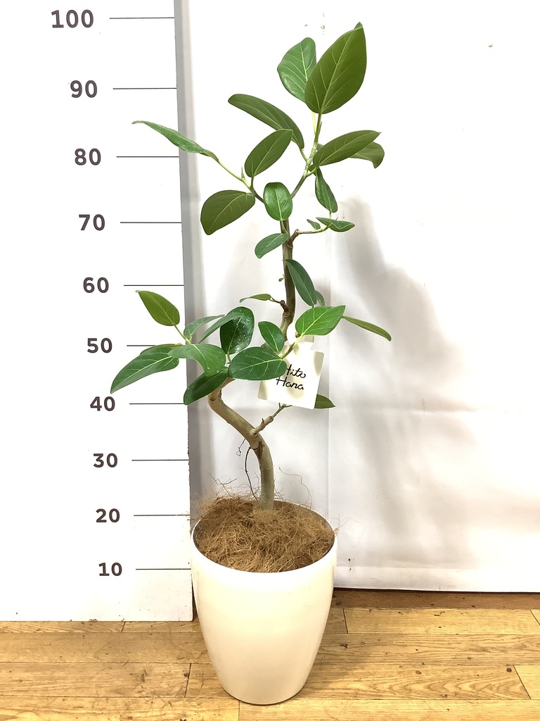 観葉植物 フィカス ベンガレンシス 6号 曲り プラスチック鉢 | 観葉