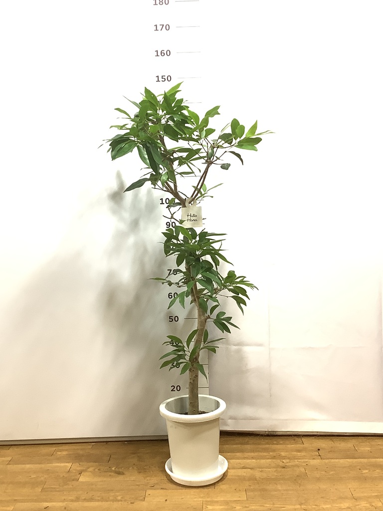 観葉植物 アマゾンオリーブ (ムラサキフトモモ) 8号 プラスチック鉢