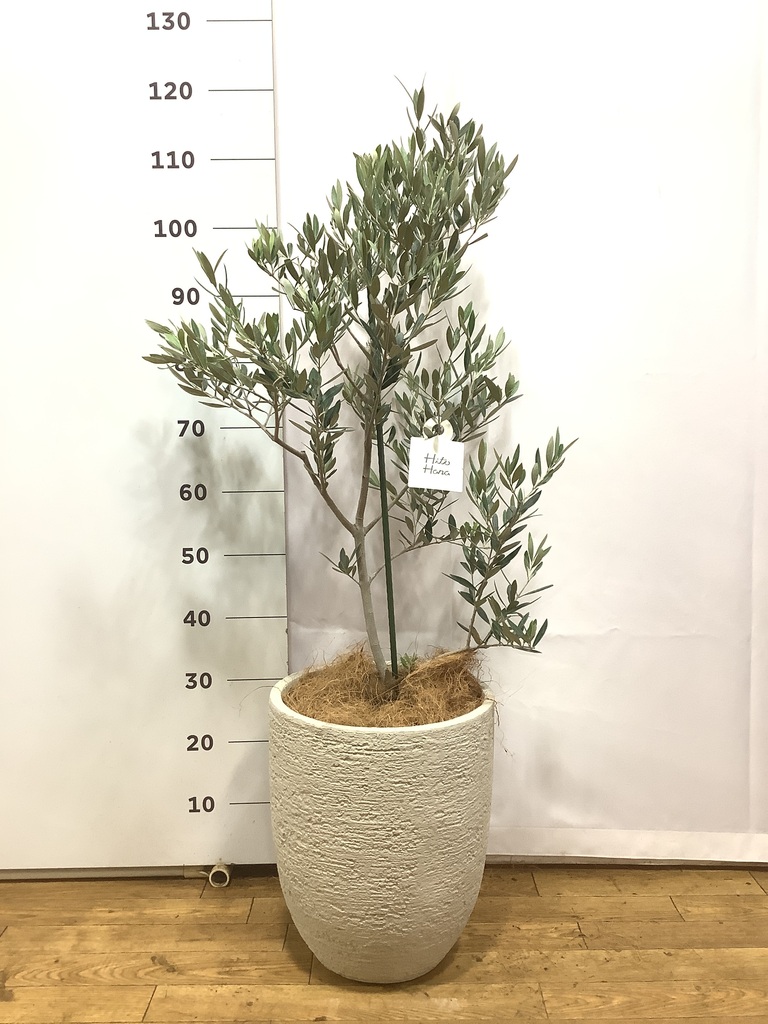 オリーブの木 オヒブランカ | 観葉植物 | 送料無料でお届け - Hitohana