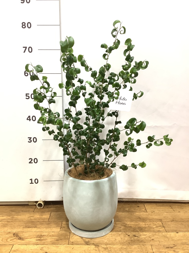 観葉植物 フィカス ベンジャミン 6号 バロック レザーポット ブラウン